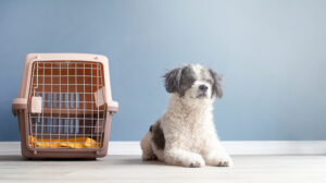 Pet Transport Service by Ground across the United States