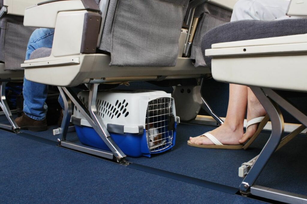 pet travel with frontier